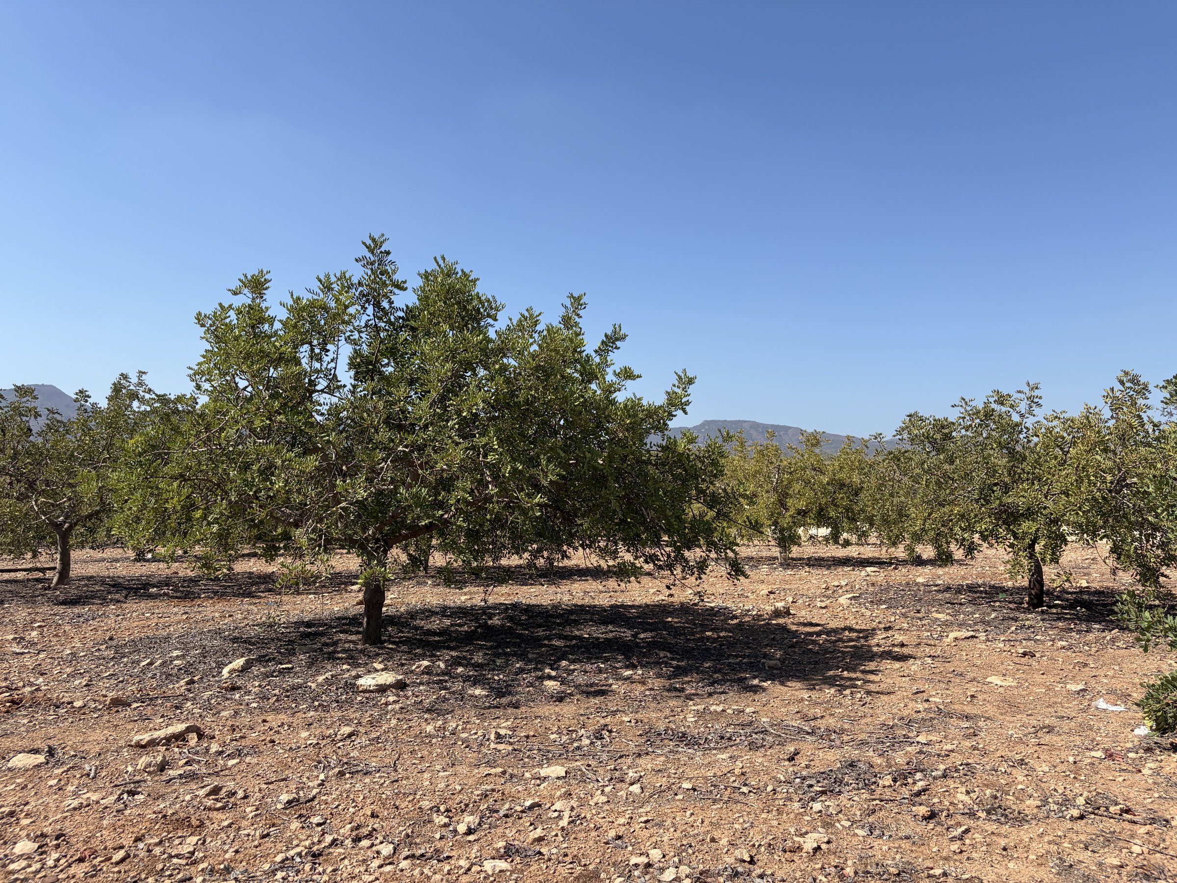 Johannesbroodboom in de boomgaard van landgoed Martillos met de heuvels van Murcia